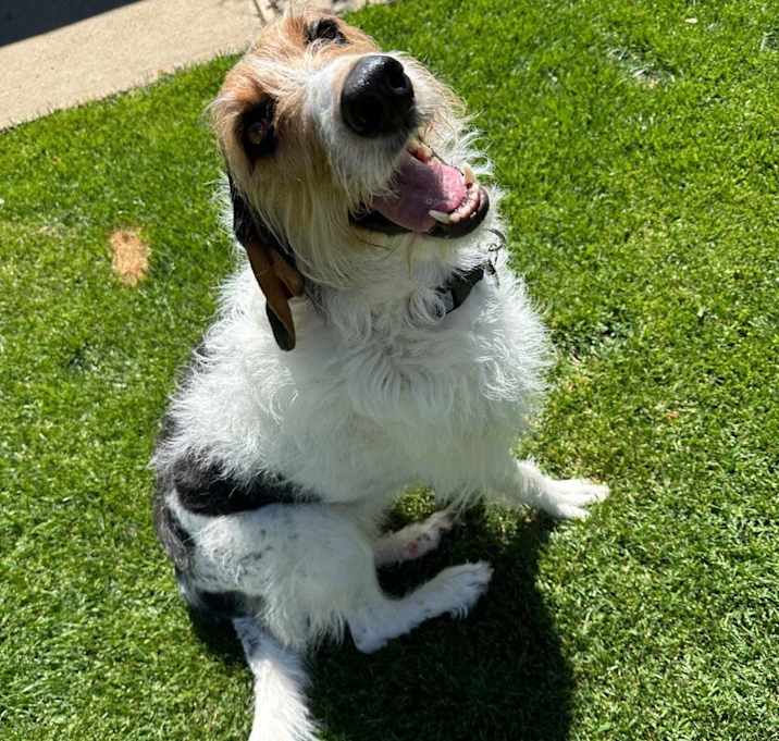Photo of Dixie