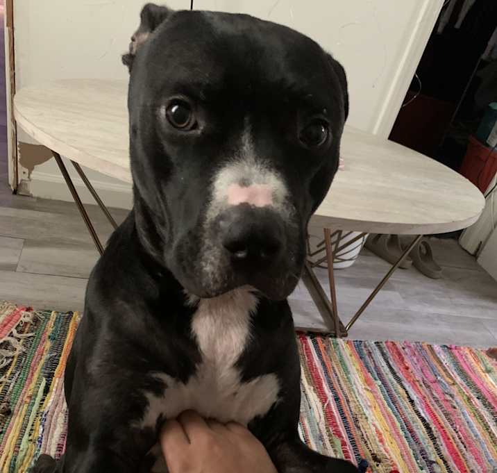 Photo of Ace