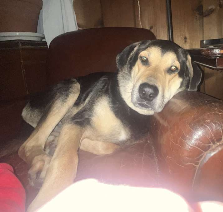 Photo of Rocco
