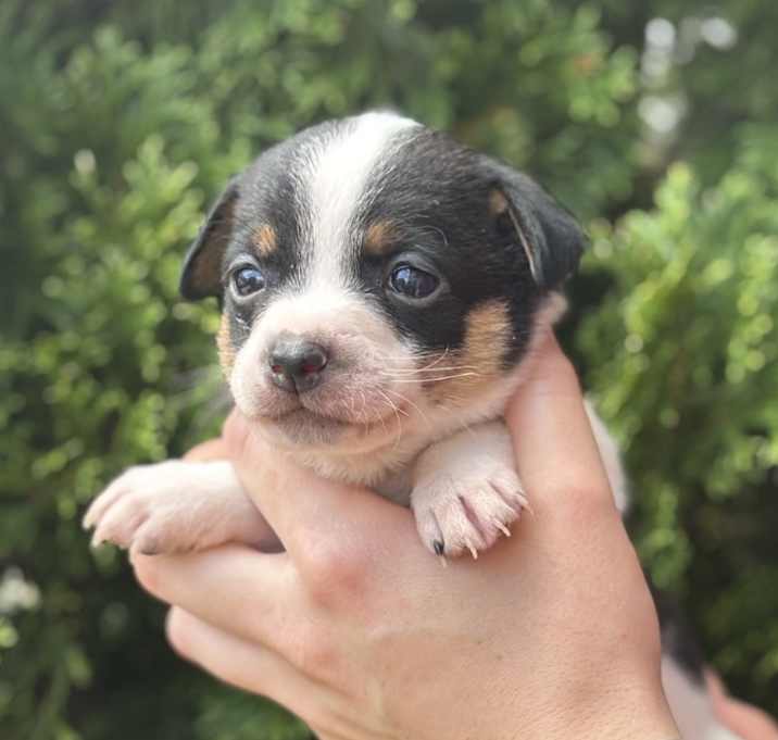 Photo of Tater Tot
