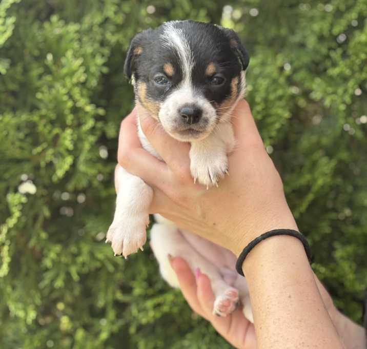 Photo of Cookie