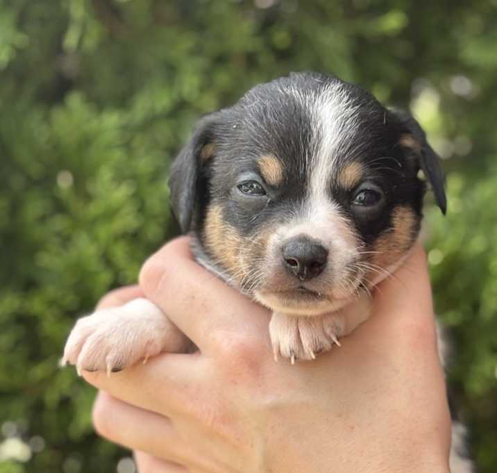 Photo of Mocha