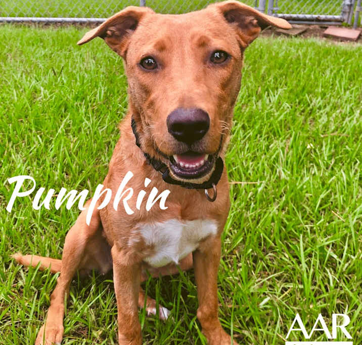 Photo of Pumpkin