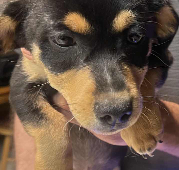 Photo of Luna