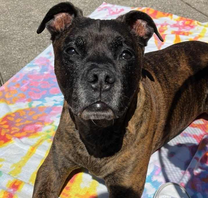 Photo of Chicken-in a Foster Home
