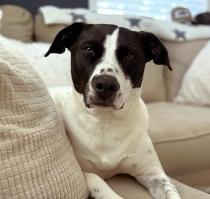 Photo of Luna
