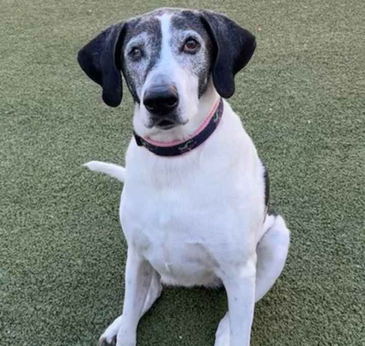 Photo of Elsie (in foster)