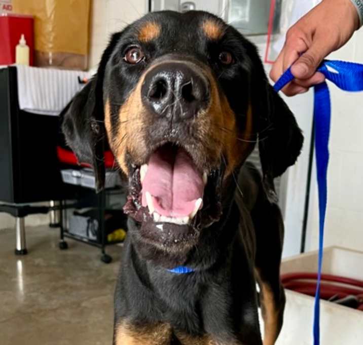 Photo of Ryder