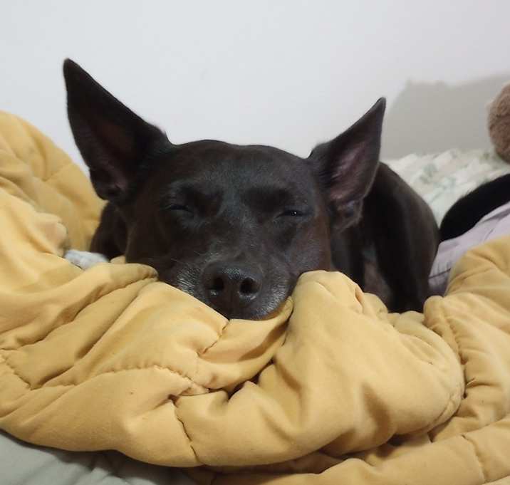 Photo of Bruiser
