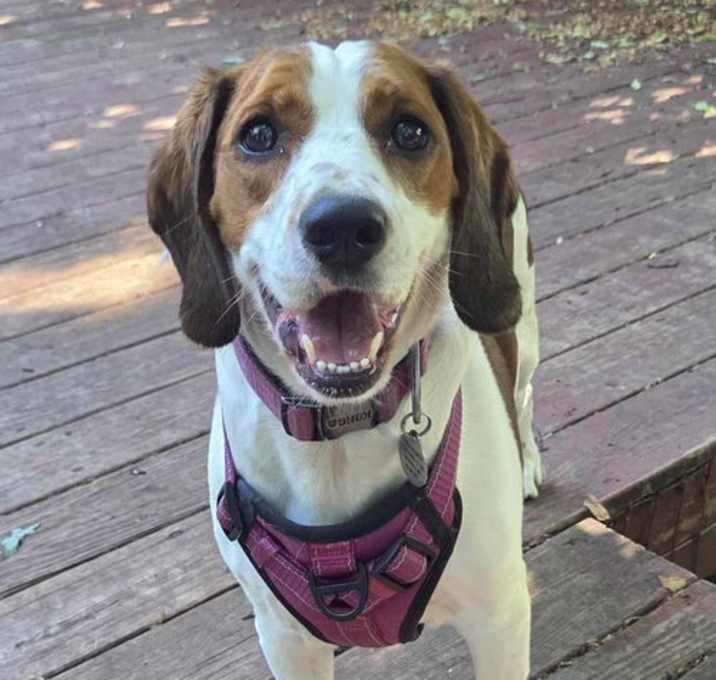 Photo of Chloe *FOSTER HOME NEEDED*