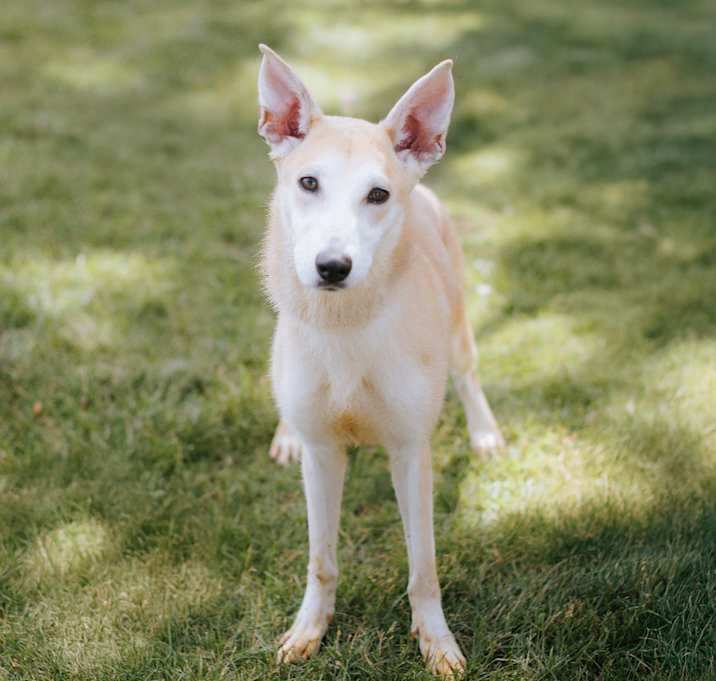 Photo of Cantaloupe 