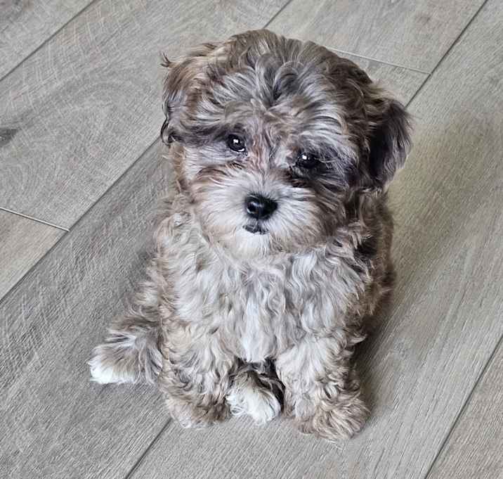 Photo of Brownie