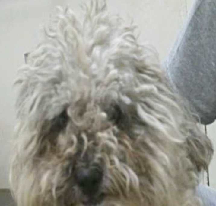 Photo of Clifford