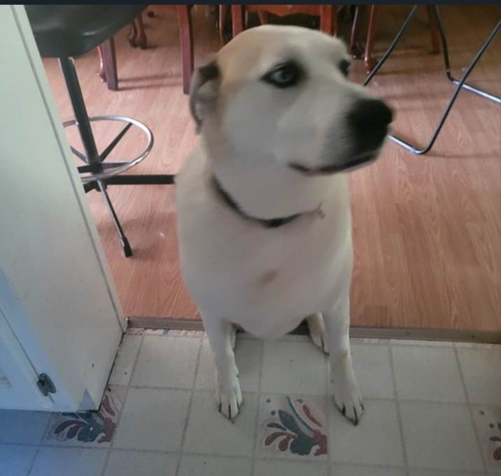 Photo of Gunner