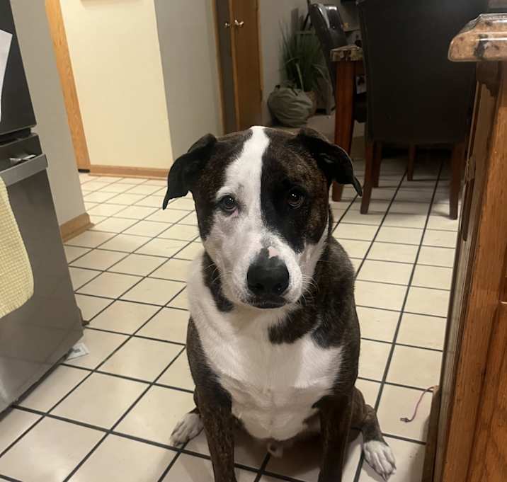 Photo of Rocky