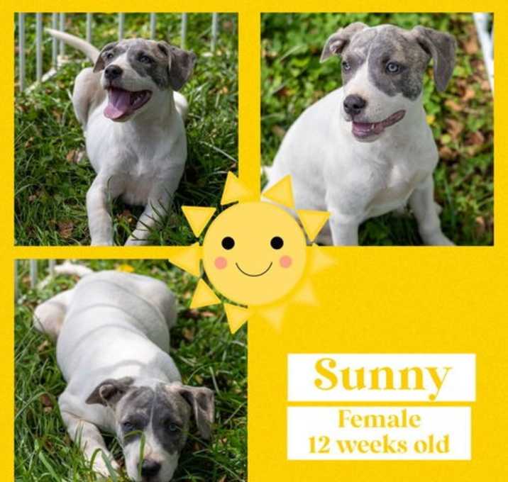 Photo of Sunny