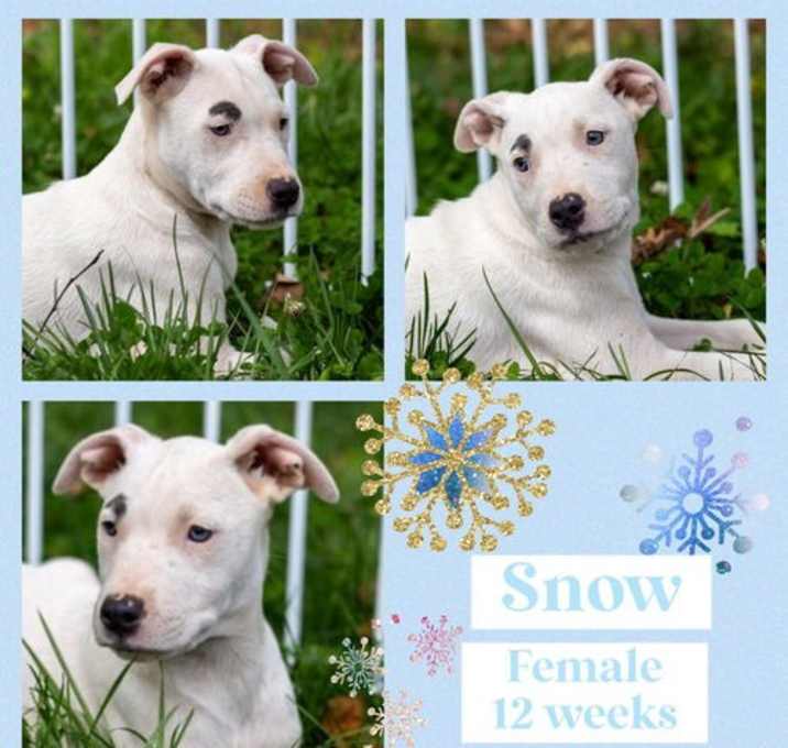 Photo of Snow