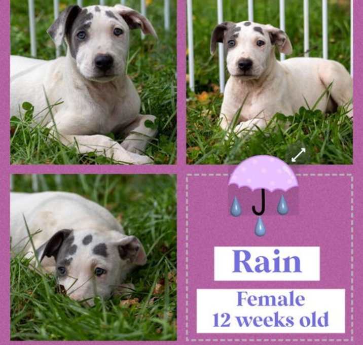 Photo of Rain