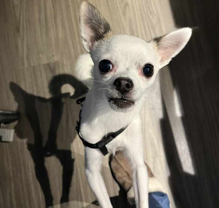 Photo of Cooper