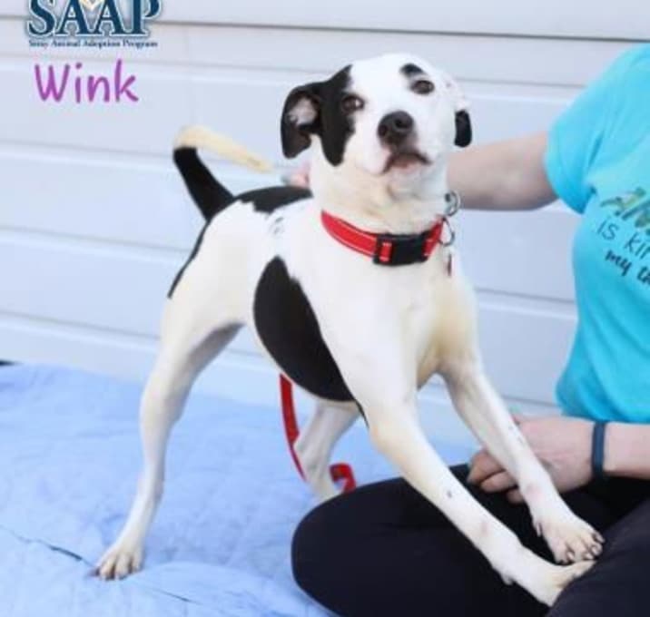 Photo of Wink