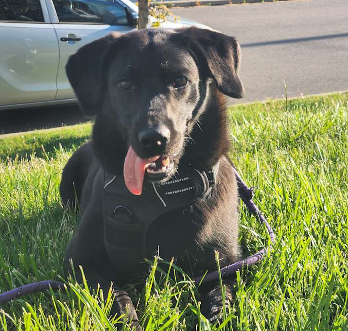 Photo of Iris