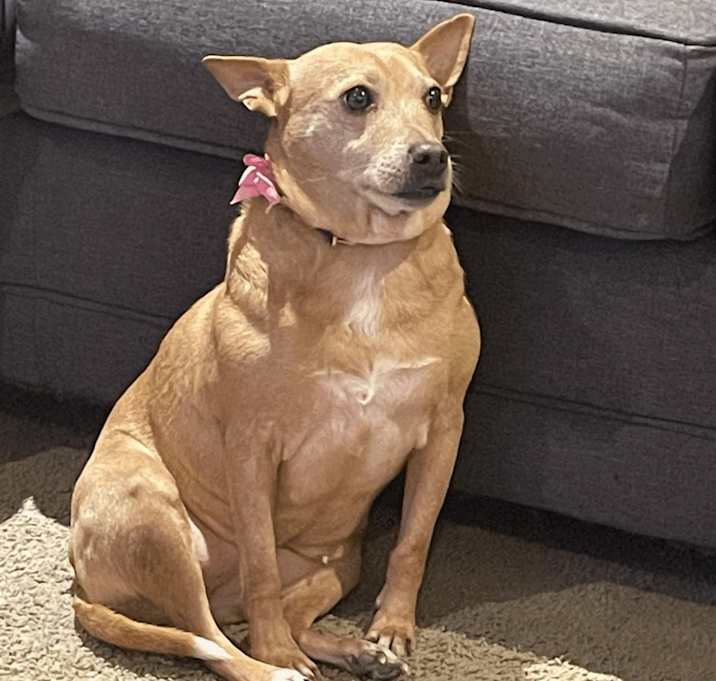 Photo of Sadie