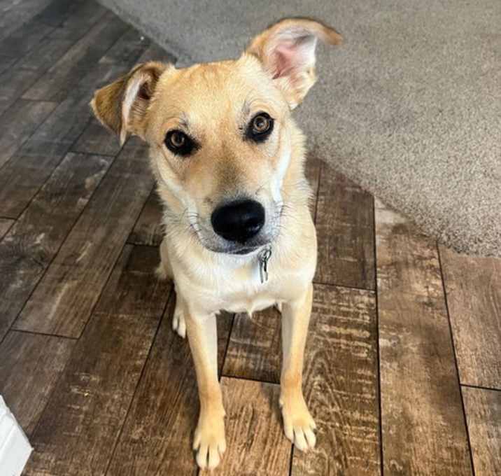 Photo of Brinkley