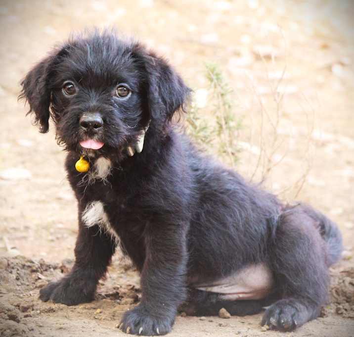 Photo of Archie VV