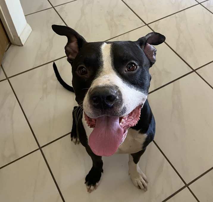 Photo of Kobi