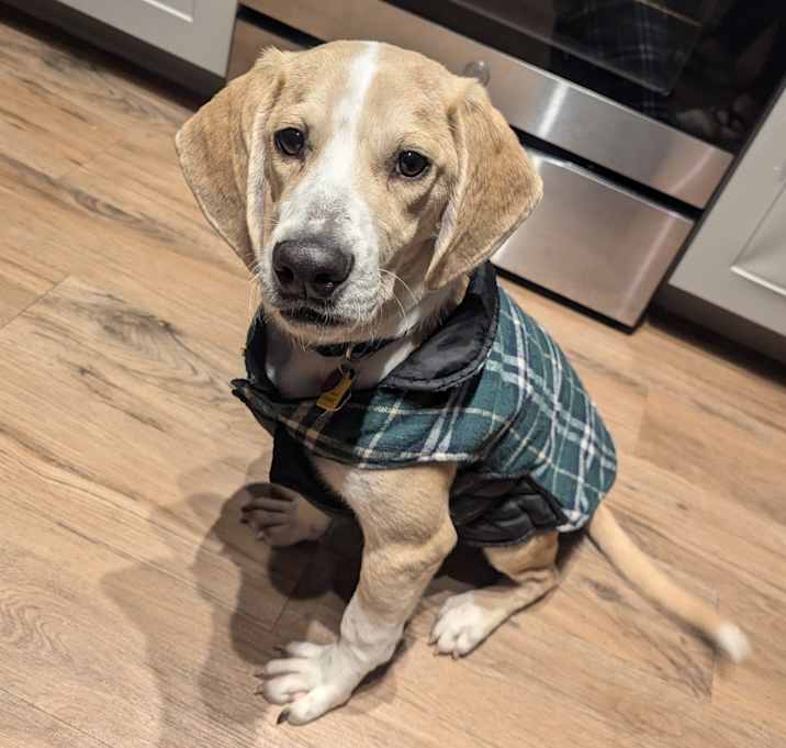 Photo of Copper