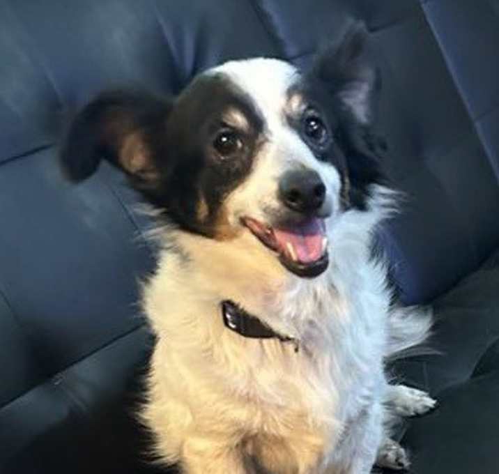 Photo of Lucky