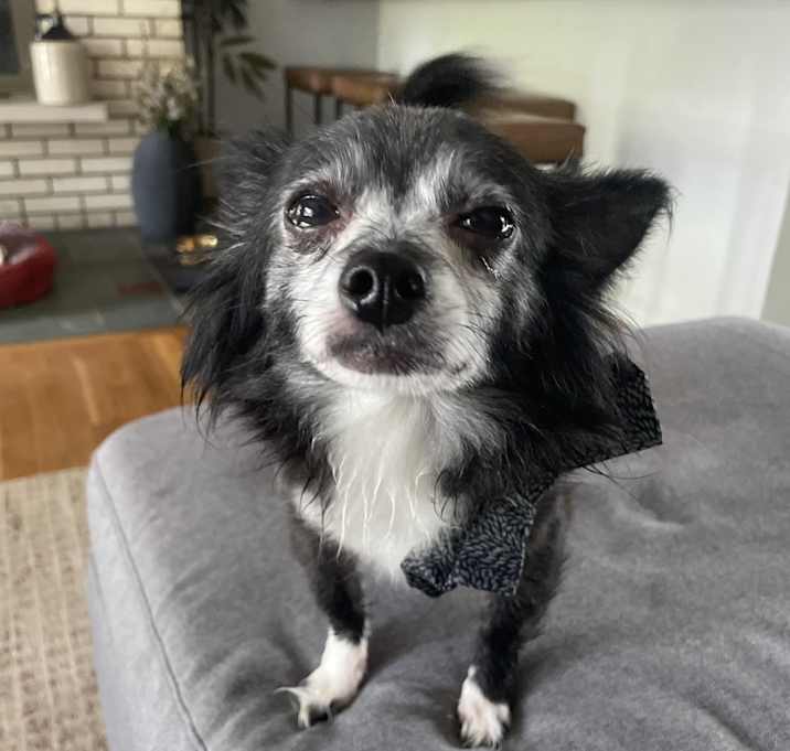 Photo of Chance