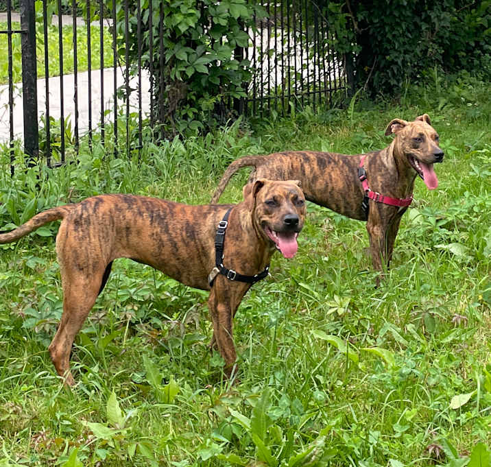 Photo of coco & chica