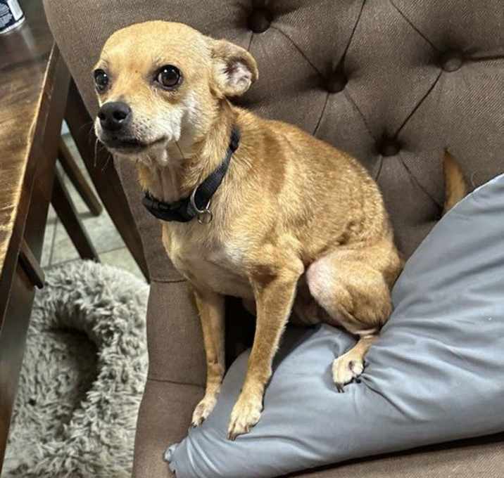Photo of Bitsy