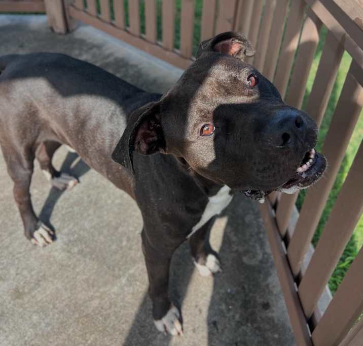 Photo of Boomer