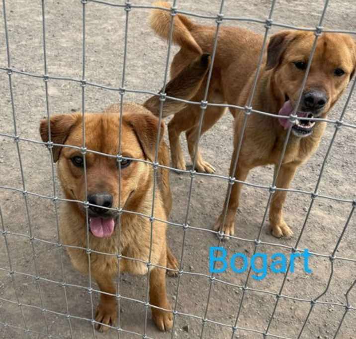Photo of Bogart