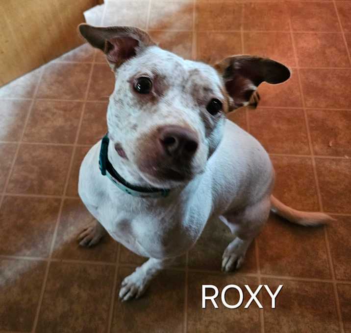 Photo of Roxy