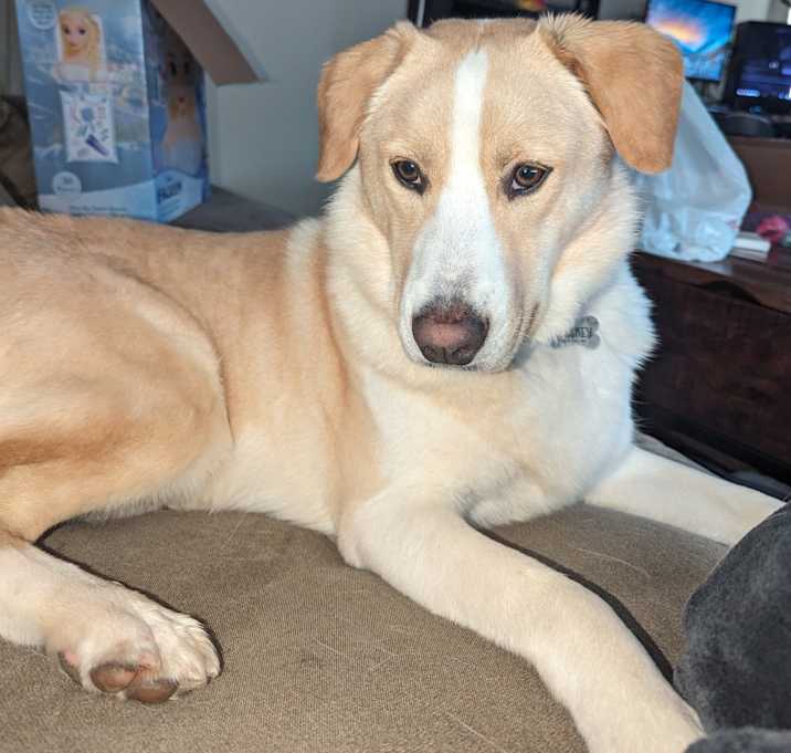 Photo of Whiskey