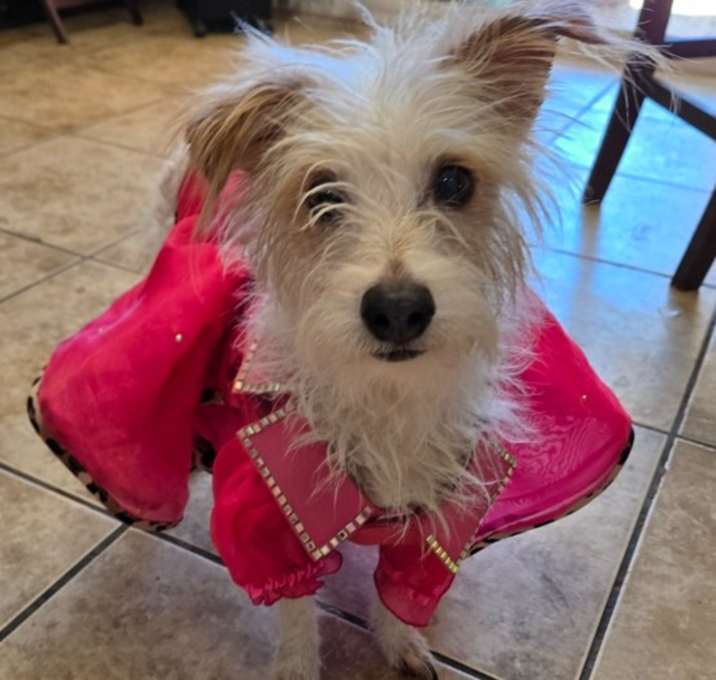 Photo of Sweet pea