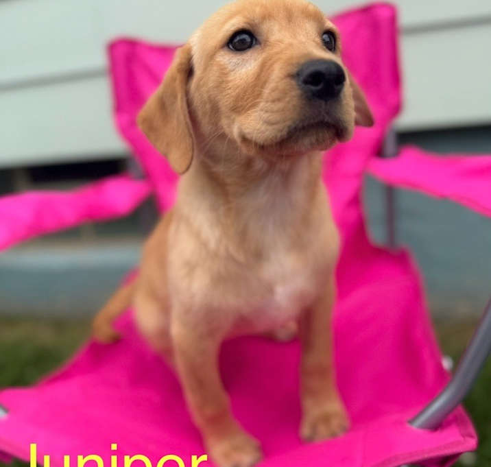 Photo of Juniper