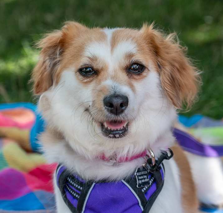 Photo of Pizelle