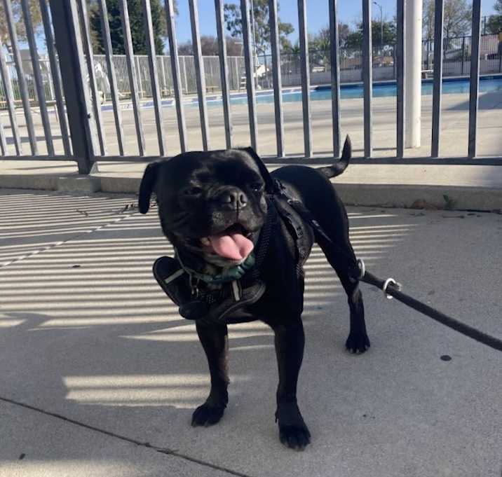 Photo of Samson