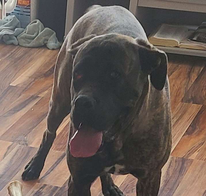 Photo of Sheba
