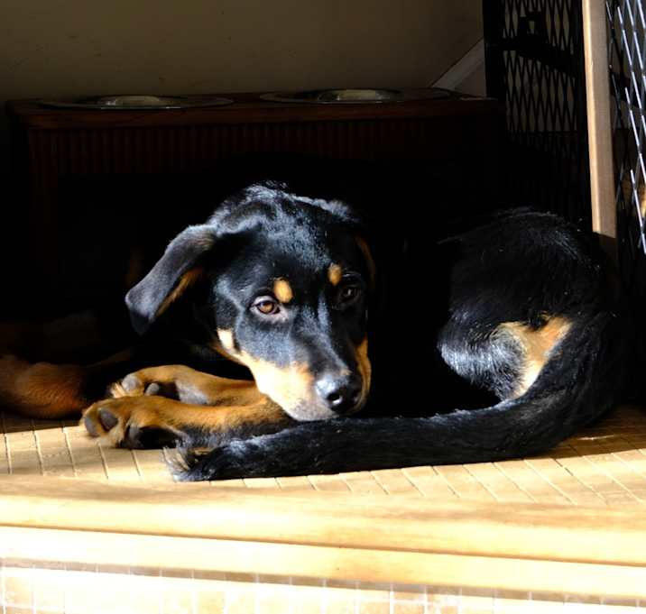 Photo of Ozzie