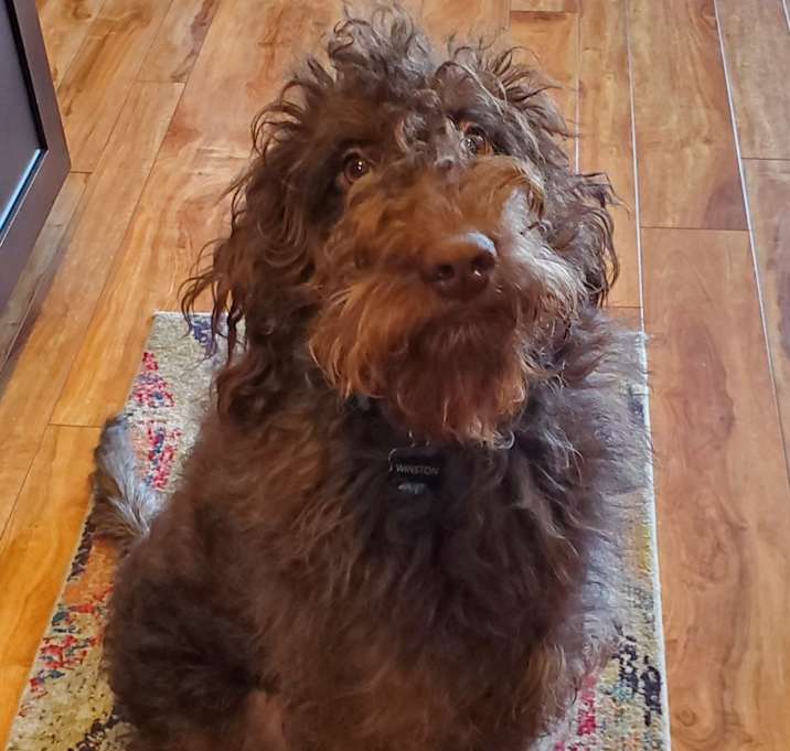 Photo of Winston