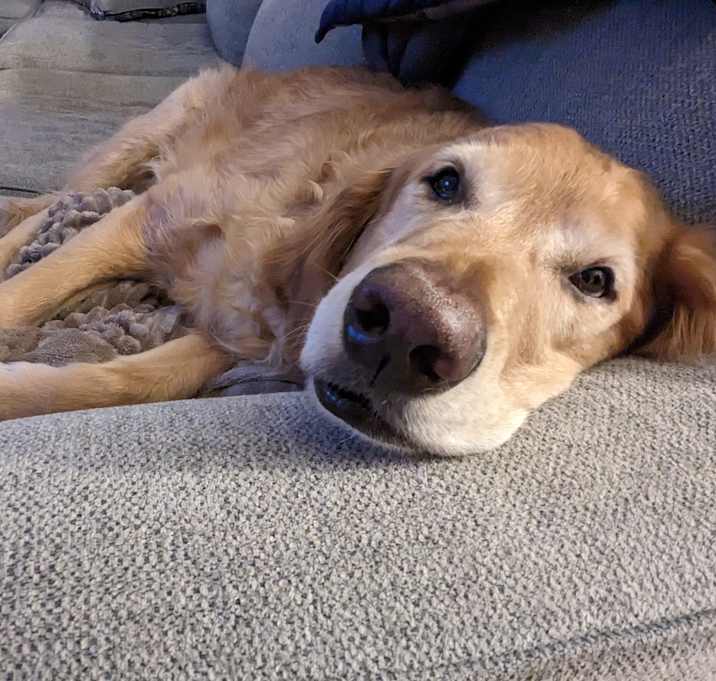 Photo of Riley