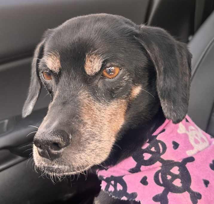 Photo of Dixie