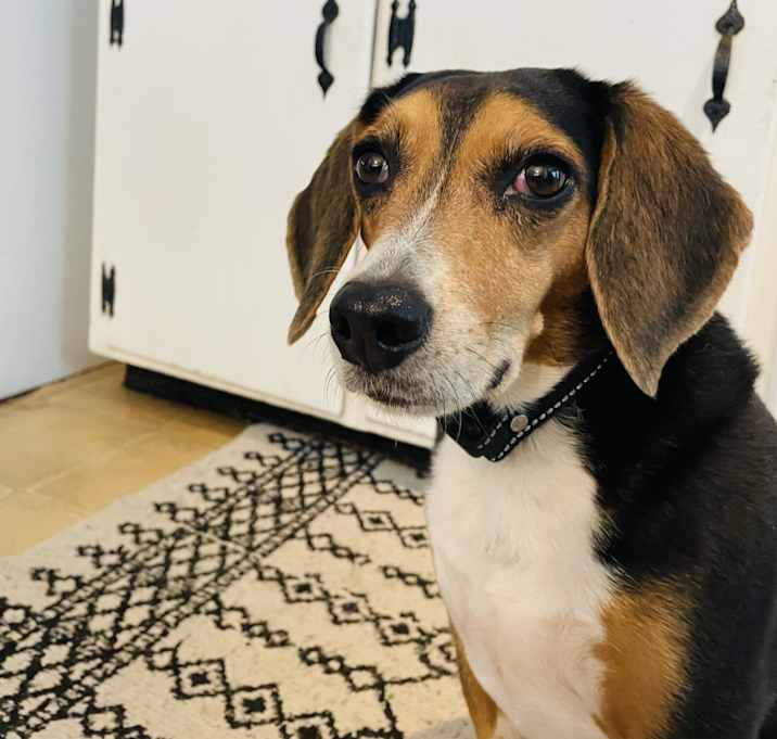Photo of Biscuit