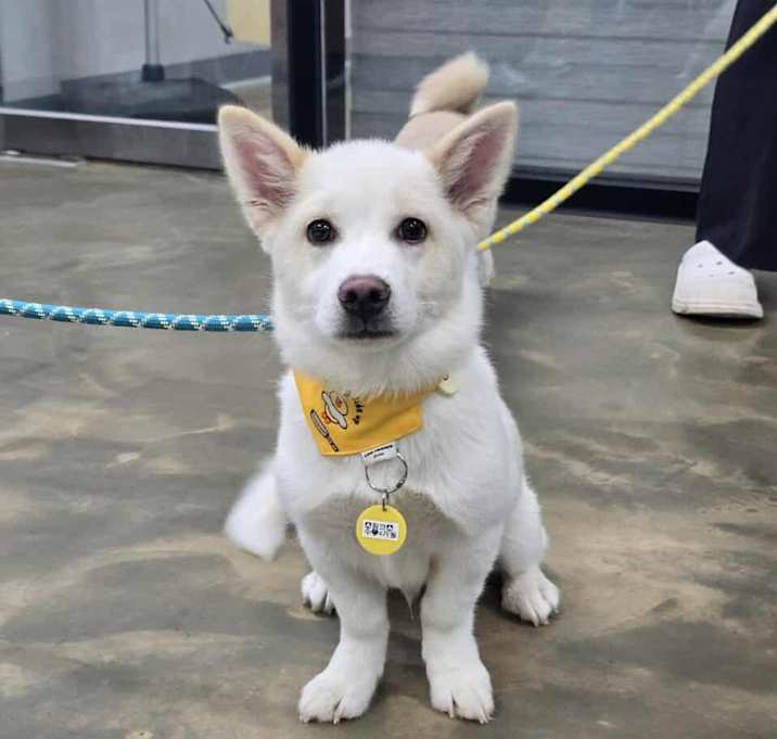 Photo of KoKo