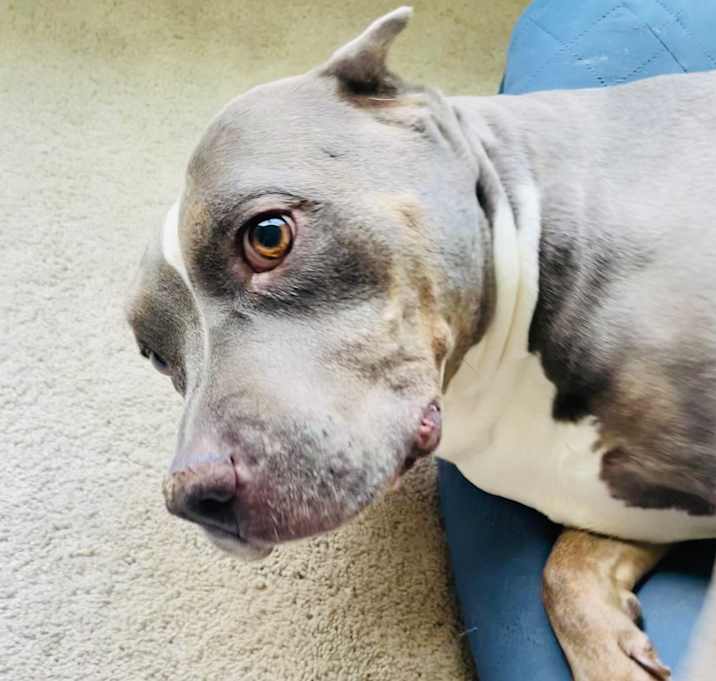 Photo of Neela (relaxed and easy going cuddler)